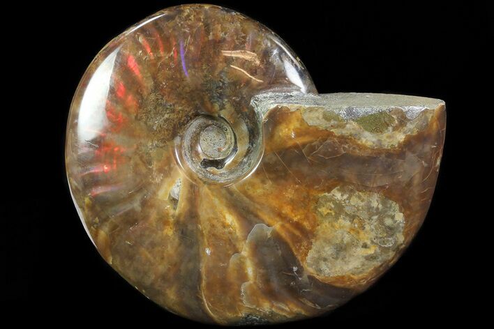 Flashy Red Iridescent Ammonite - Wide #81836